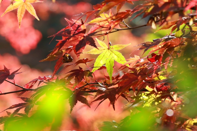 秋の山散策は風水的に効果あり？